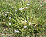 Annual Blue-eyed Grass