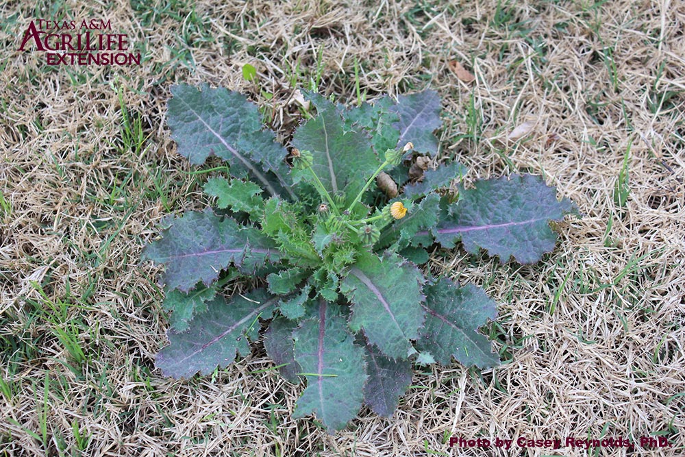 Annual Sow-thistle