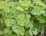 Spotted Burclover