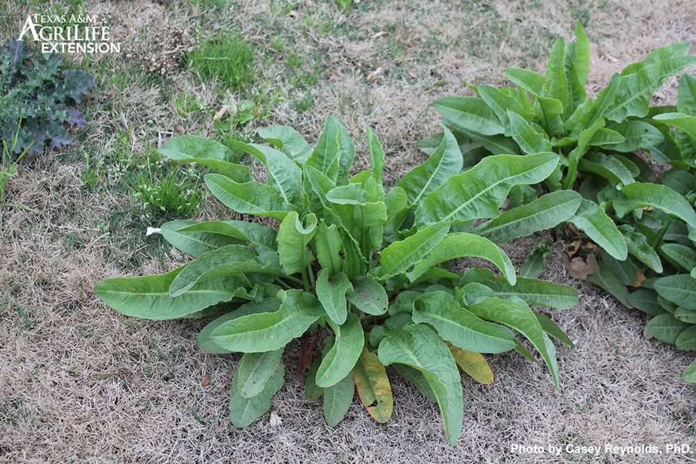 Curly Dock AggieTurf