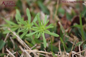 Catchweed Bedstraw