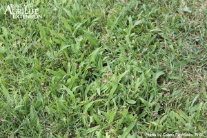 Large Crabgrass - AggieTurf