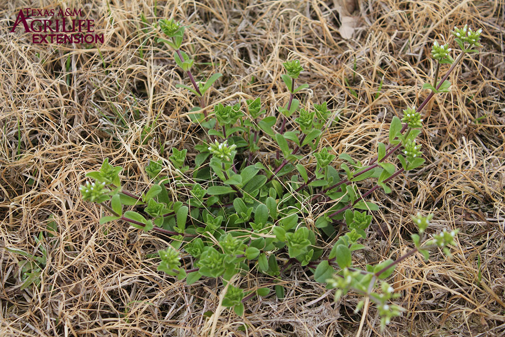 Mouse-ear chickweed