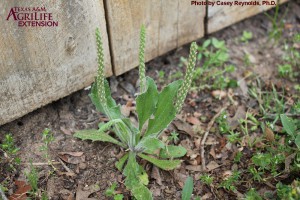 Paleseed Plantain