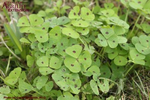 Spotted Burclover