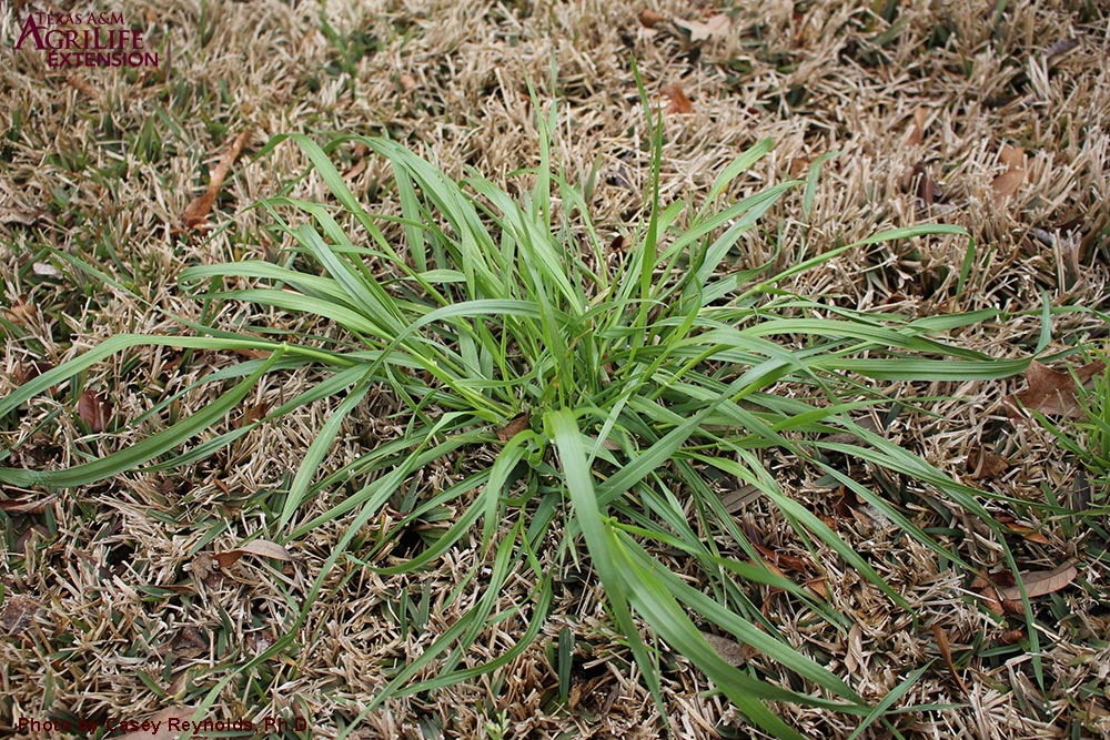 Annual Ryegrass AggieTurf