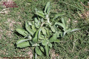 Cudweed sp.