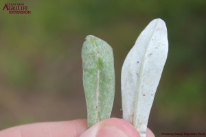 Cudweed sp.