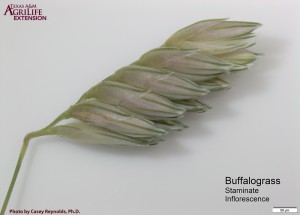 Buffalograss