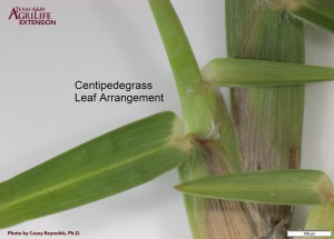 Centipedegrass-Leaf-Arrangement