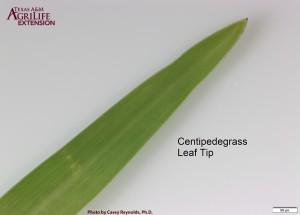 Centipedegrass-Leaf-Tip
