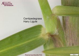 Centipedegrass-Ligule2