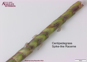 Centipedegrass-SH
