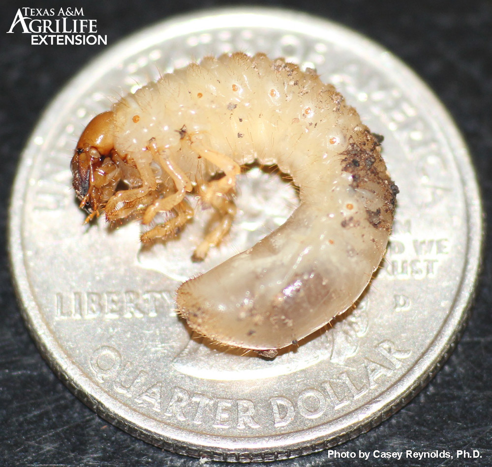 white grubs - Phyllophaga and other species