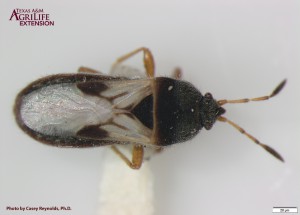Figure 1. Adult southern chinch bug