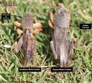 Figure 2. Southern (left) and Tawny Mole Cricket (right) adults
