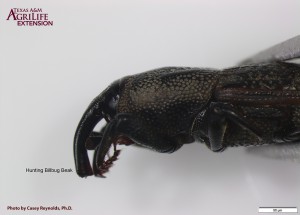 Figure 2. Hunting billbug beak
