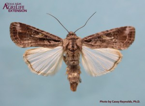 Figure 3. Fall armyworm adult moth