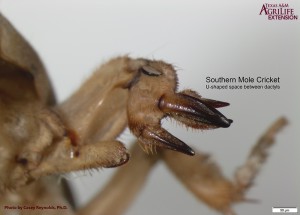 Figure 3. Southern Mole Cricket Dactyls