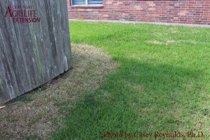 Figure 6. Lawn Damage from Tropical Sod Webworms