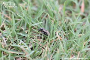 Figure 6. Adult hunting billbug activity on the turfgrass surface