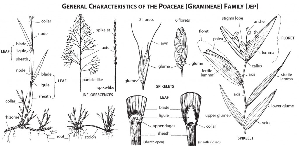Figure 2. General Characteristics of the Poaceae Family