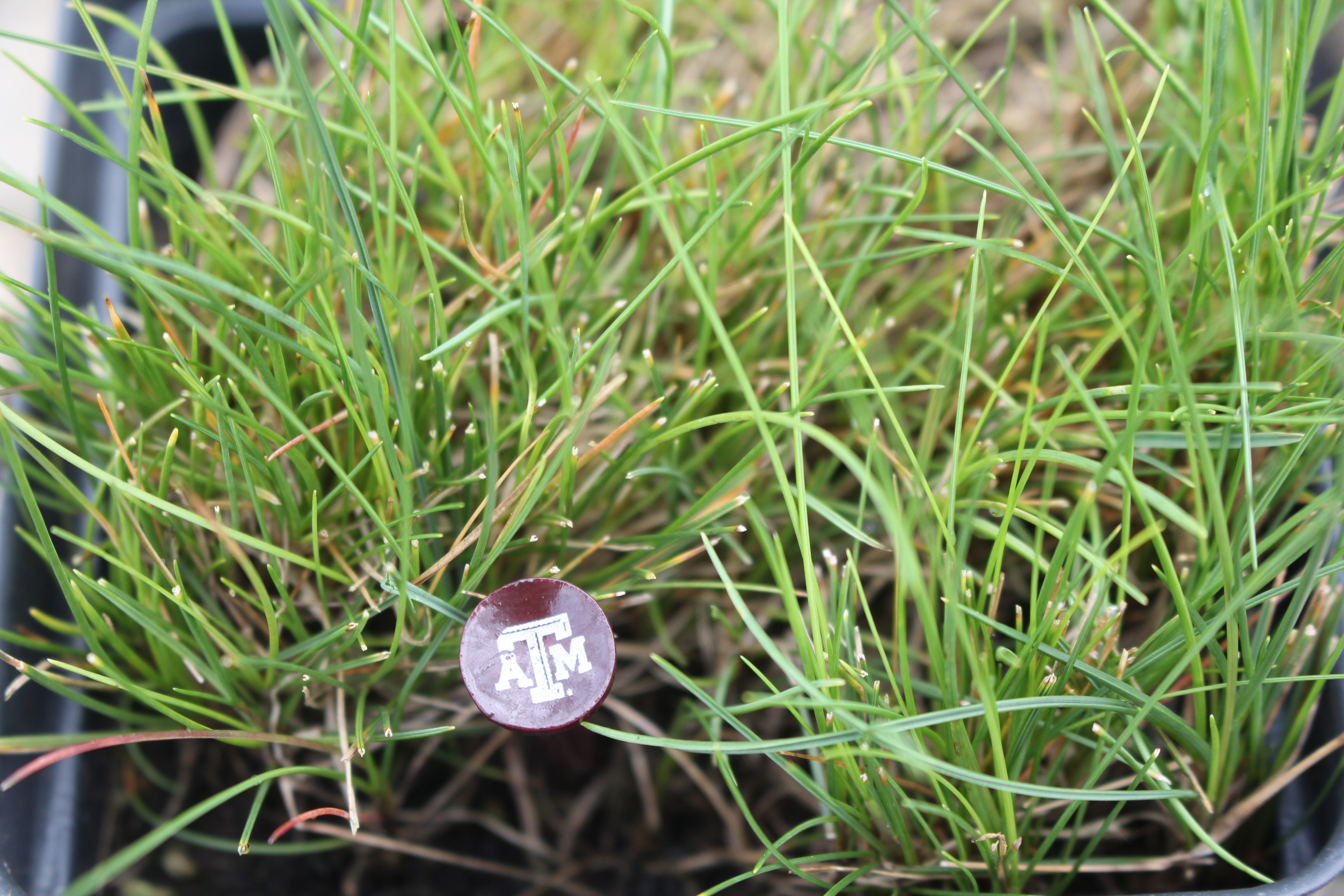 Fine Fescue AggieTurf