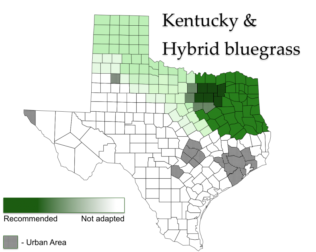 Kentucky bluegrass and Hybrid bluegrass AggieTurf