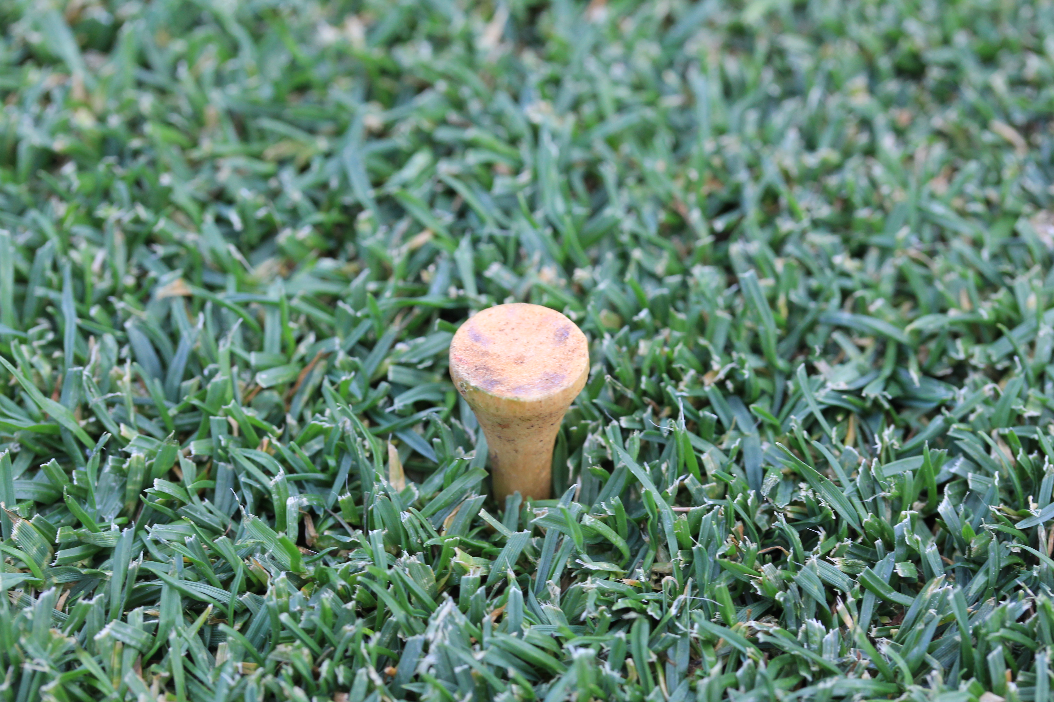 Perennial Ryegrass AggieTurf